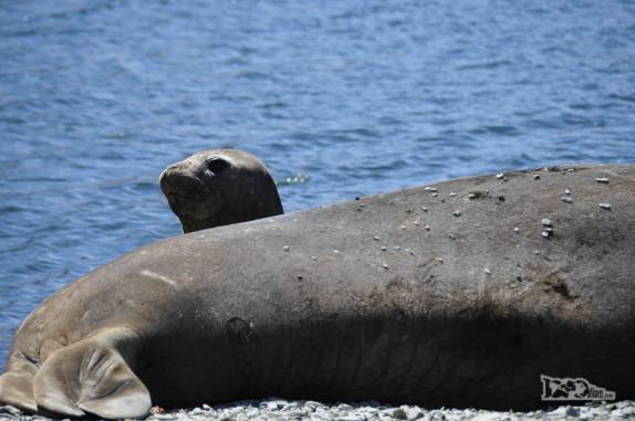 Fêmea de elefante-marinho desperta enquanto o macho dorme profundamente na praia de Ocean Harbour, na Geórgia do Sul